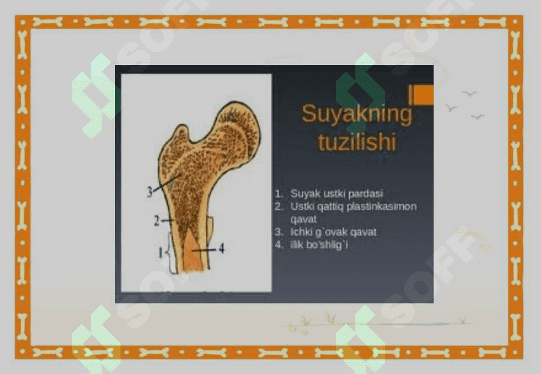 Suyaklarning tuzilishi va o’sishi 4