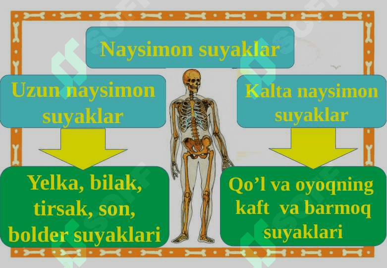 Suyaklarning tuzilishi va o’sishi 7