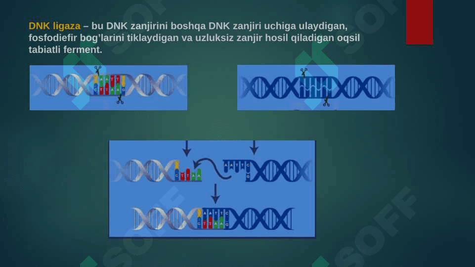 Rekombinant DNK olish texnologiyasi,
Usullari: konnektor, restriktaza ligaza va linker haqida taqdimot 5