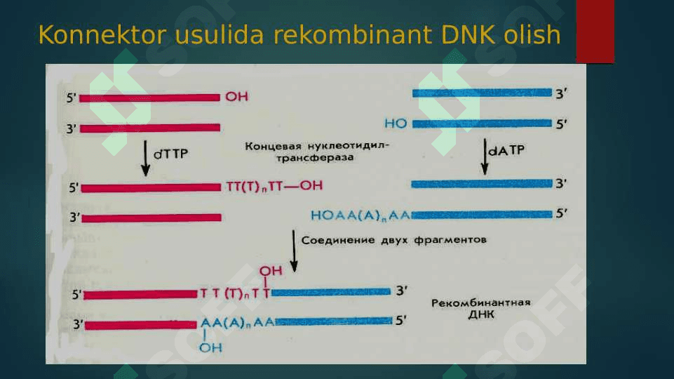 Rekombinant DNK olish texnologiyasi,
Usullari: konnektor, restriktaza ligaza va linker haqida taqdimot 8