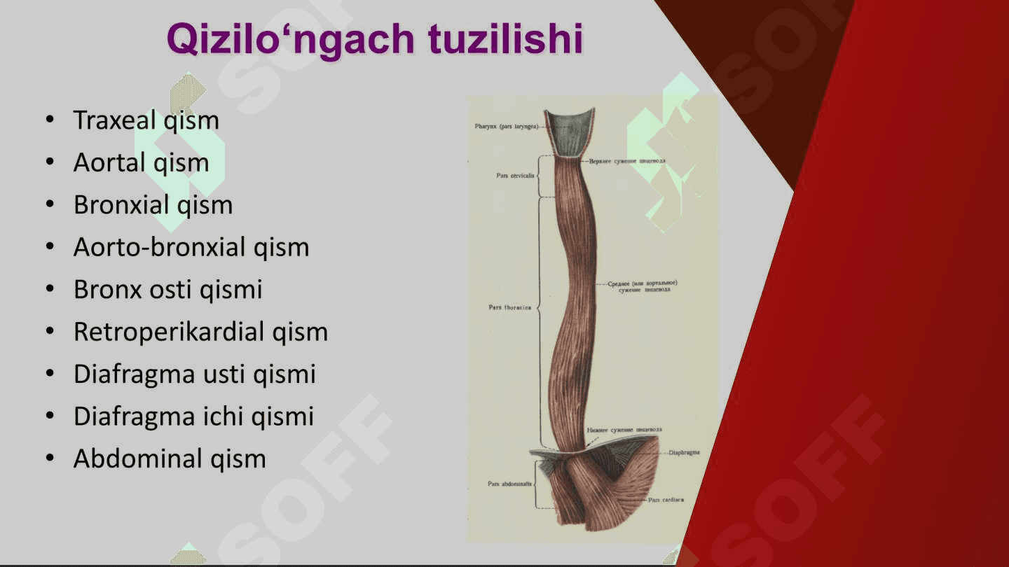 Qizilo'ngach kasalliklari 2