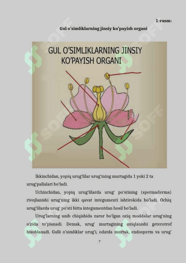 GULLI O'SIMLIKLARNING KELIB CHIQISHI 7