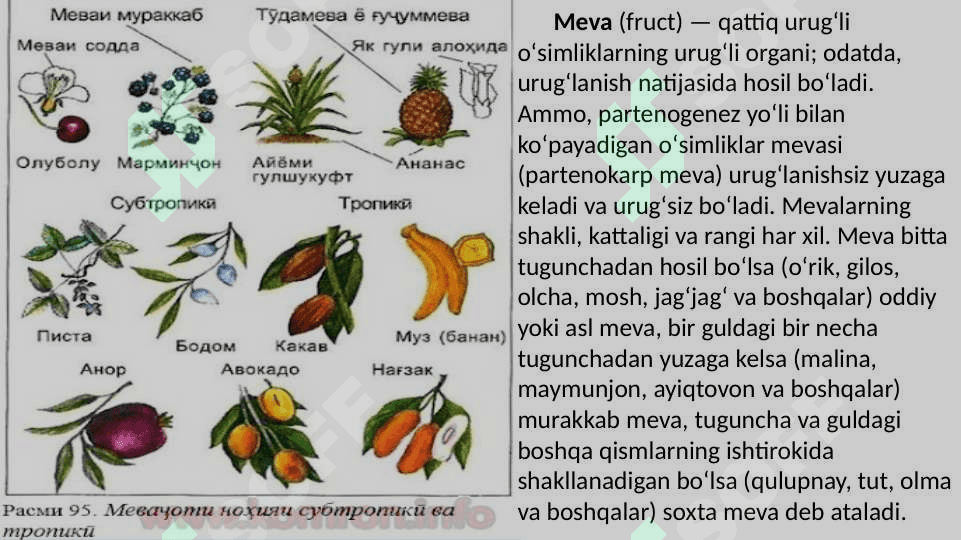 Meva 2