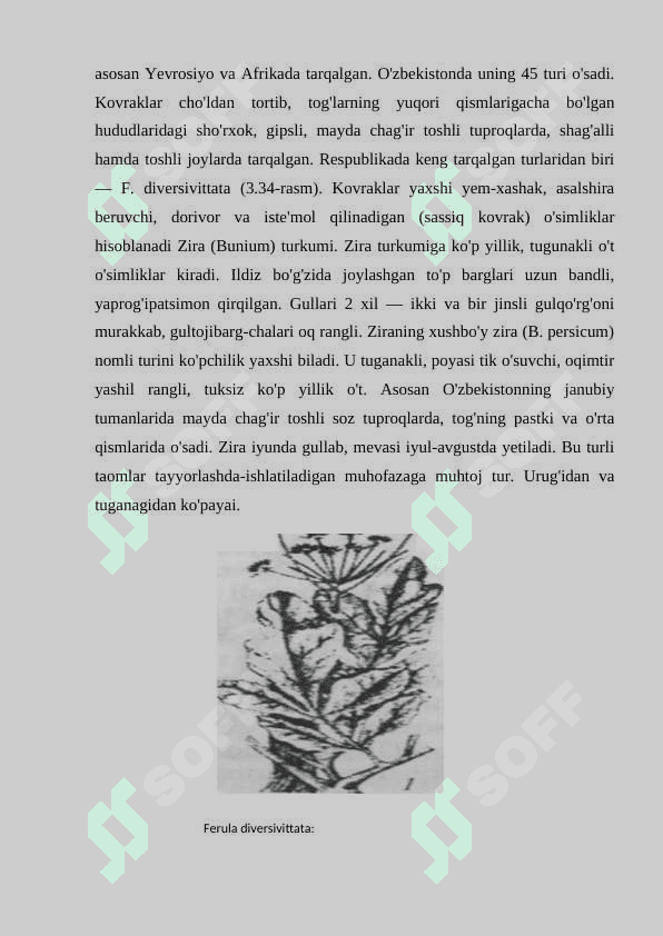 Ziranamolar qabilasi (araliyadoshlar, ziradoshlar) oilalarining umumiy tasnifi. 7