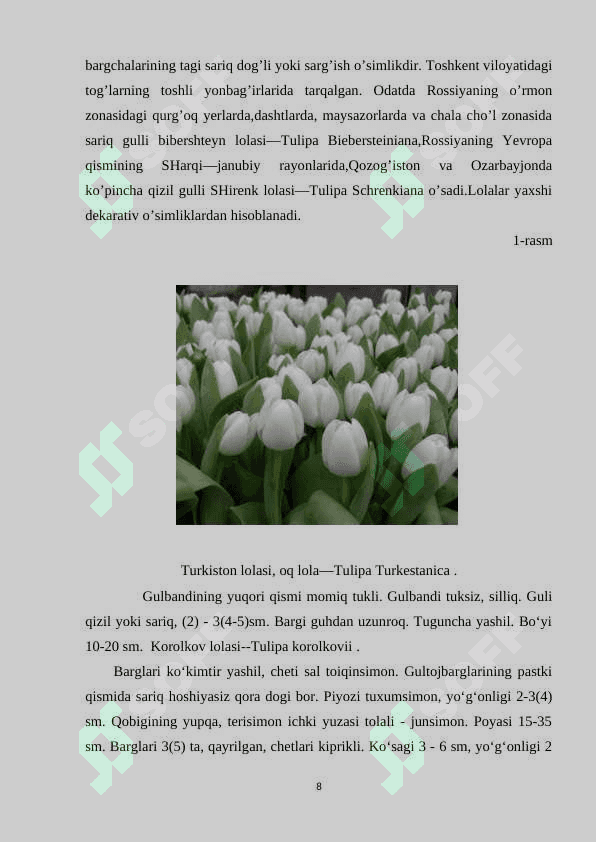 Lolanamolar qabilasi (savrinjondoshlar, gulsafsardoshlar, loladoshlar oilalari) 8