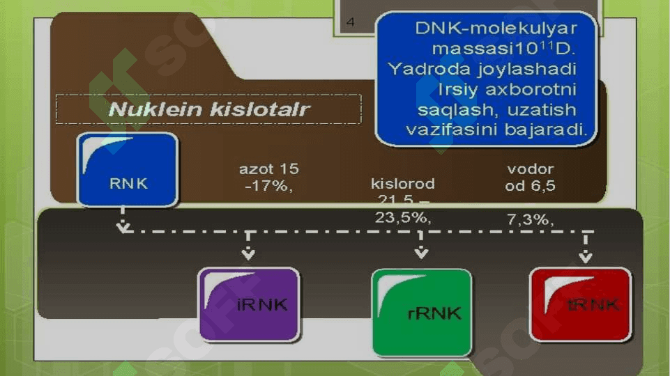 Nuklein kislotalar 5
