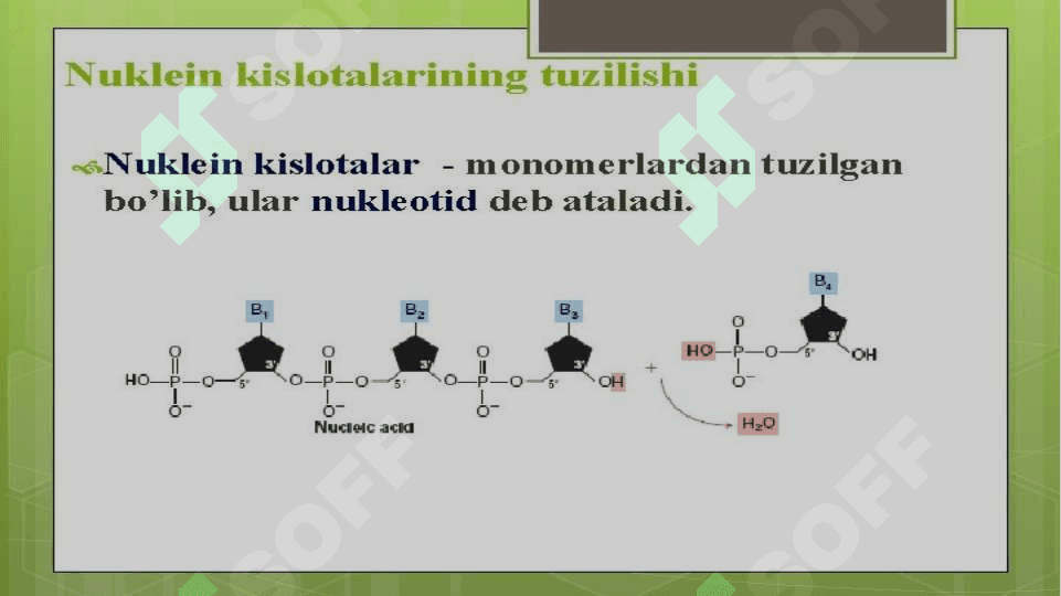 Nuklein kislotalar 6