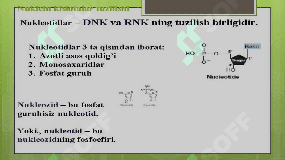 Nuklein kislotalar 8