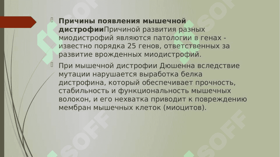 биохимия сердца и мышц. 5