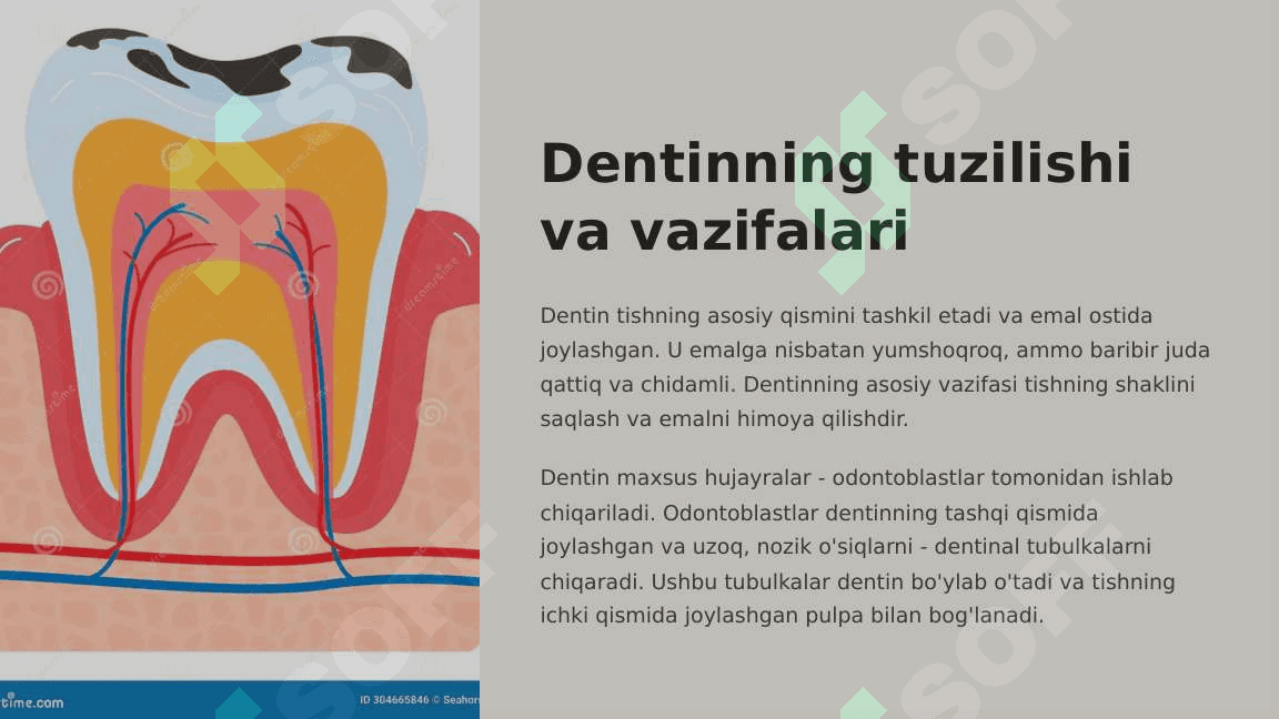 Tish qattiq  to'qimalarining  tuzilishi va  vazifalari. 6