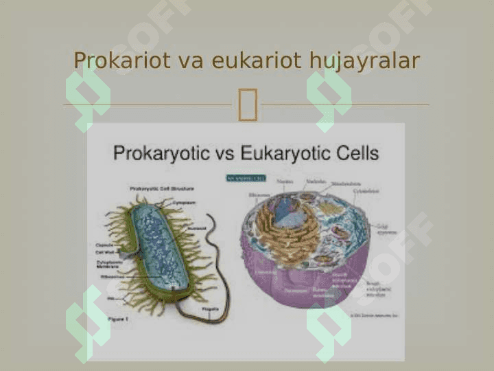 Prokariot va eukariot organizmlar 2