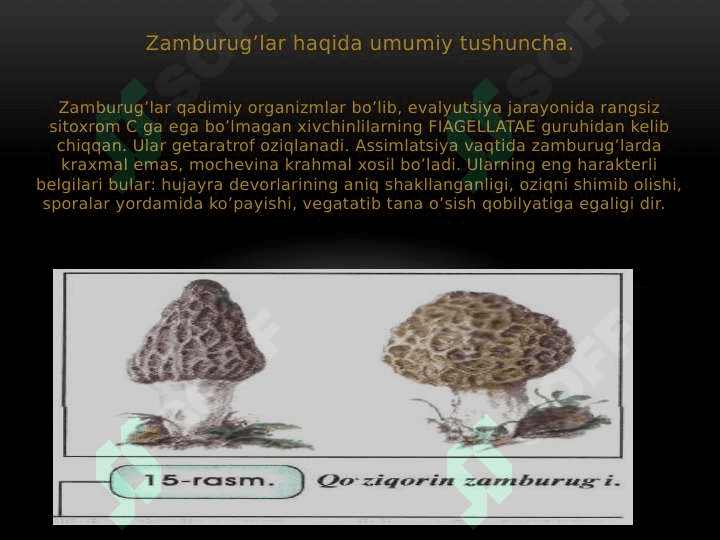 ZAMBURUG’LAR 2