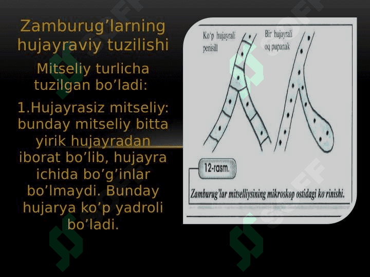 ZAMBURUG’LAR 3