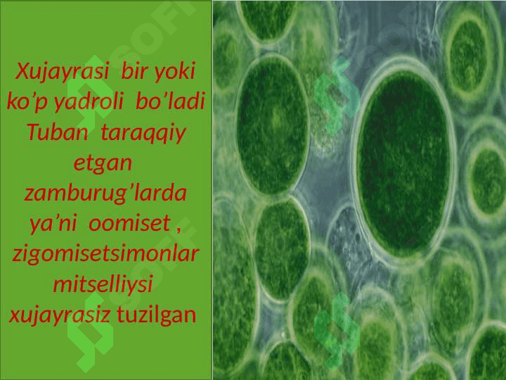 Xitridiomitsetsimonlar va zamburug'lar 3