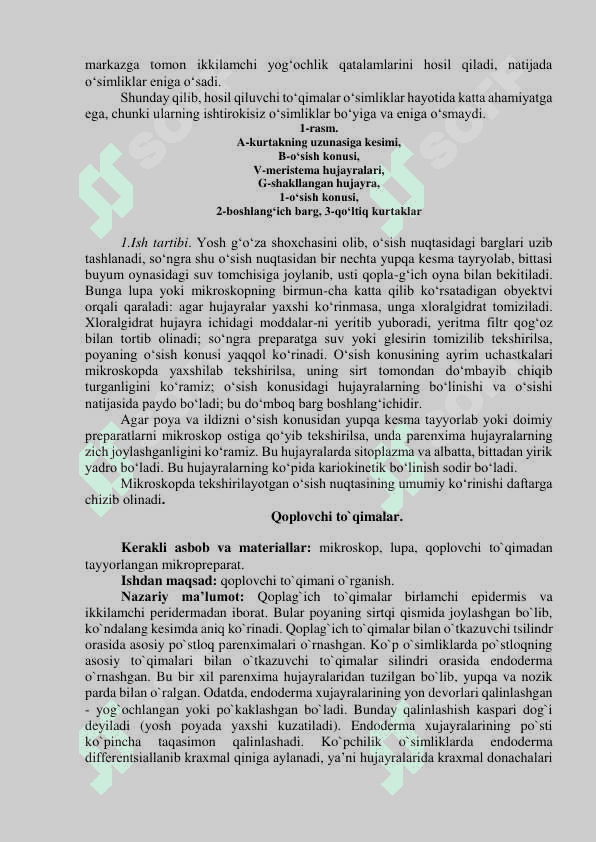 Hosil qiluvchi to’qima. Poyaning o’sish konusi. Birlamchi (epiderma) va ikkilamchi (periderma) qoplovchi to’qima. 2