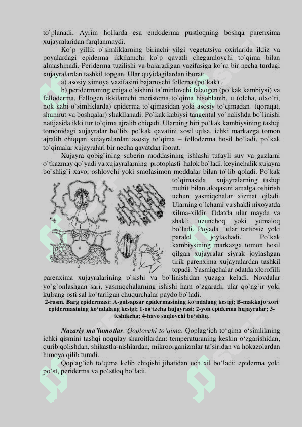 Hosil qiluvchi to’qima. Poyaning o’sish konusi. Birlamchi (epiderma) va ikkilamchi (periderma) qoplovchi to’qima. 3