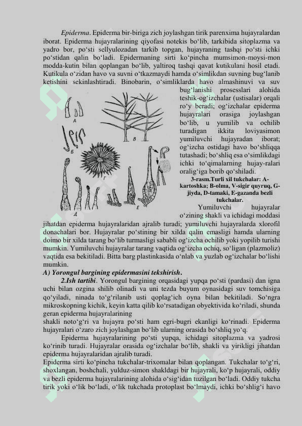 Hosil qiluvchi to’qima. Poyaning o’sish konusi. Birlamchi (epiderma) va ikkilamchi (periderma) qoplovchi to’qima. 4