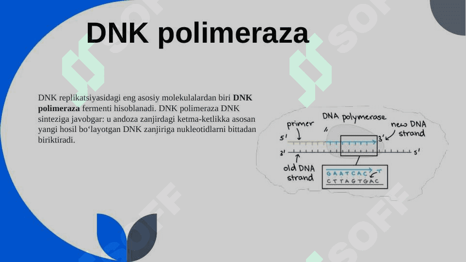 MUTATSIYA VA DNK REPRATSIYASINING MOLEKULYAR MEXANIZIMLARI 3