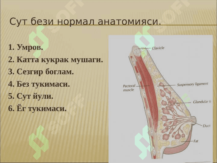 Сут бези саратони 3