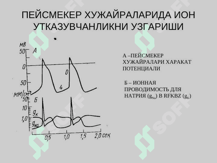 Юракнинг гемодинамик функцияси 8