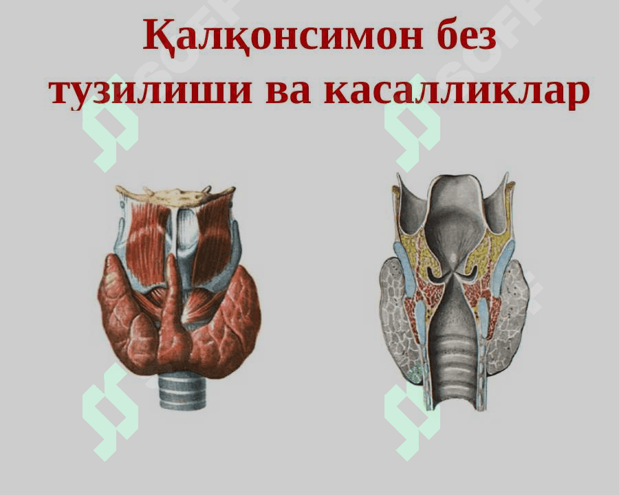 Endokrin tizim kasalliklari 3