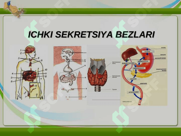 ICHKI SEKRETSIYA BEZLARI REF 28 LIST 3