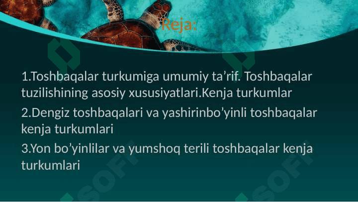 Toshbaqalar tuzlishining asosiy xususiyatlari, turlari, tarqalishi 2
