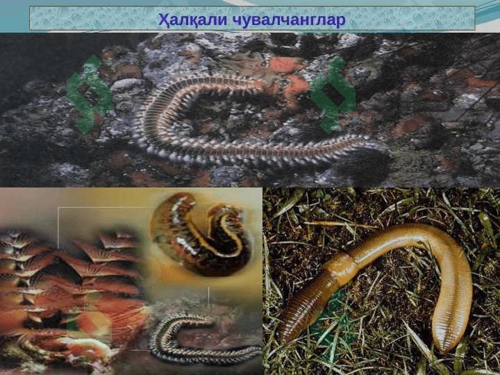 Ҳалқали чувалчанглар типи 4