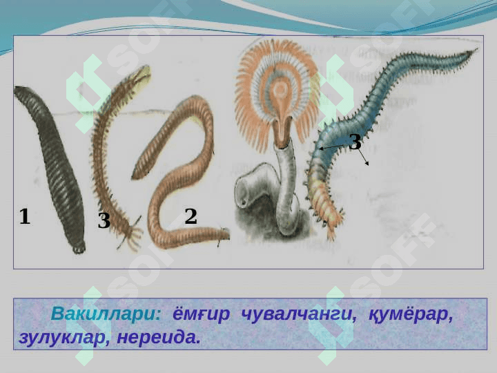 Ҳалқали чувалчанглар типи 5