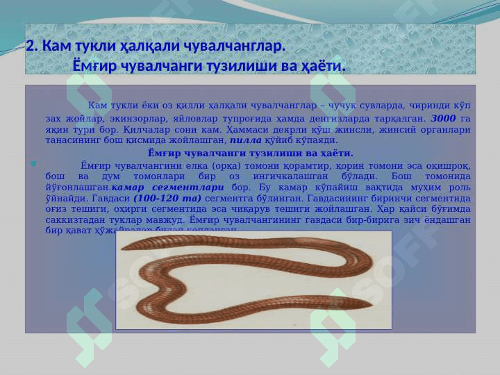 Ҳалқали чувалчанглар типи 6