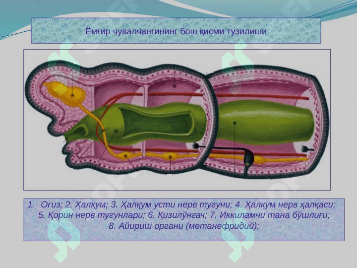 Ҳалқали чувалчанглар типи 7