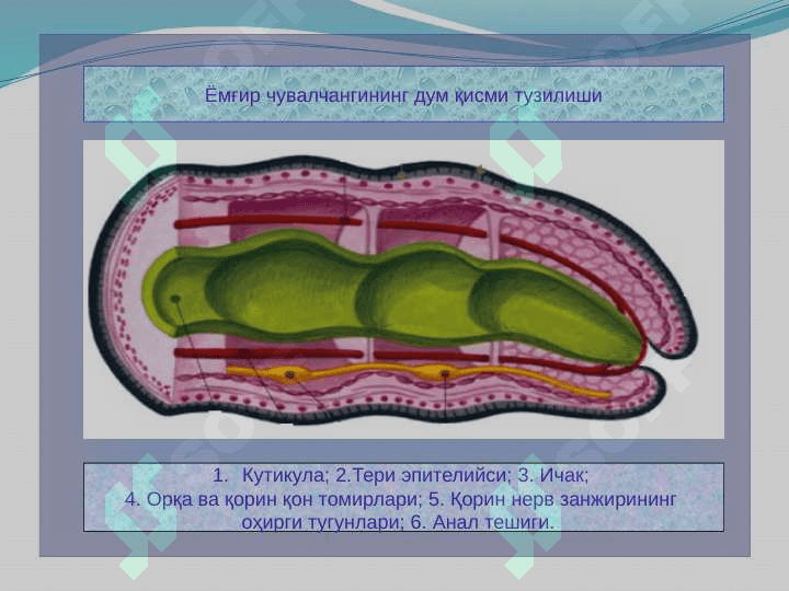 Ҳалқали чувалчанглар типи 8