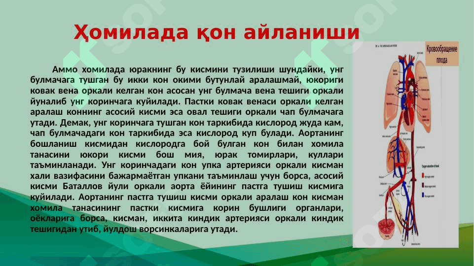 Юрак туғма нуқсонлари 7