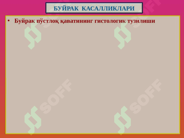 BUYRAK KASALLIKLARI 3
