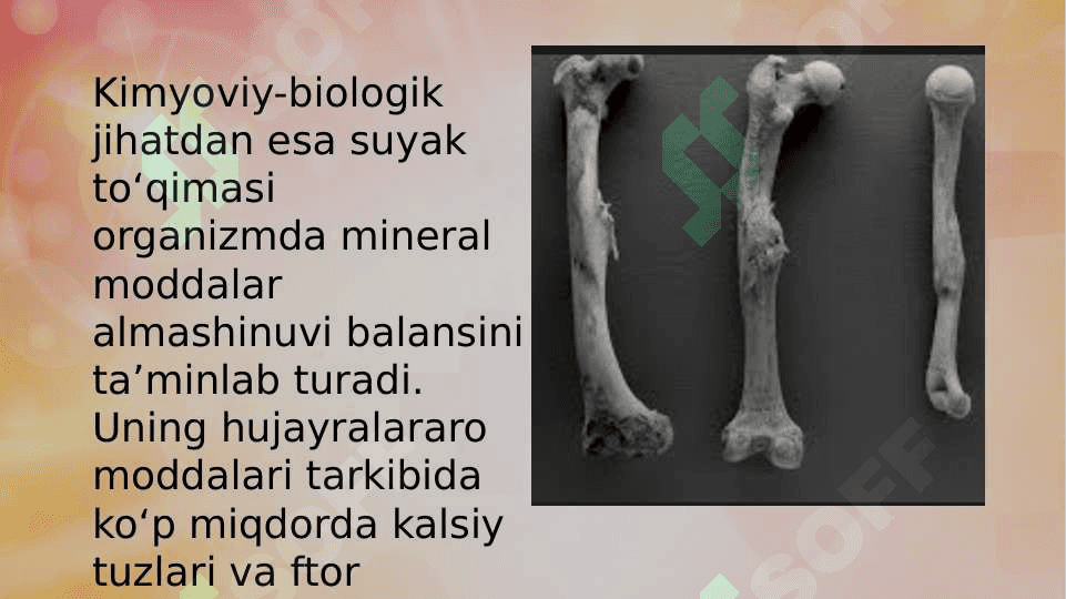 Suyak toʻqima muskul toʻqmasi 3