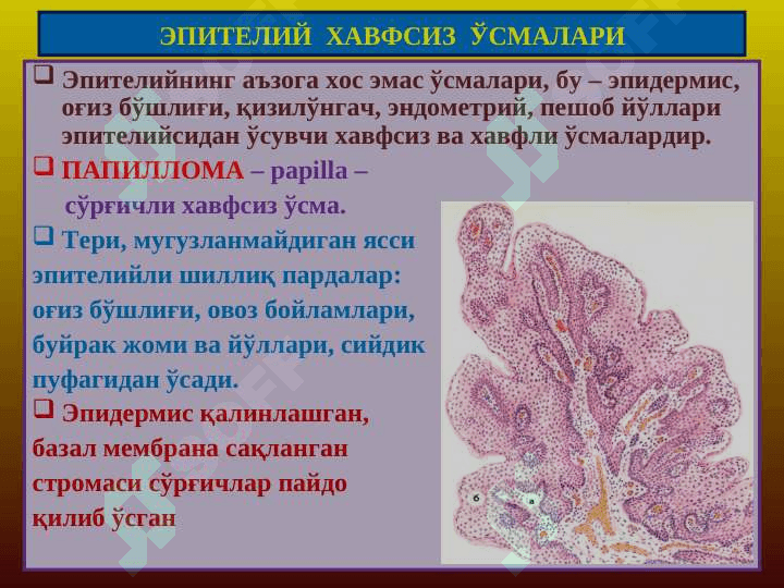 Mezenxemal o`smalar / Мезенхемал усмалар 2