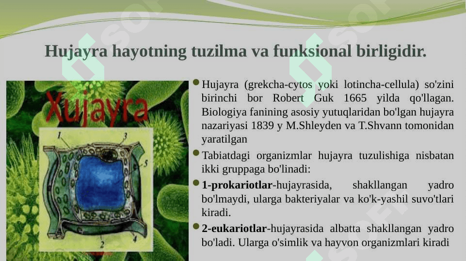 O‘simlik hujayrasi, organoidlarning tuzilishi, bajaradigan vazifalari va hujayrada kechadigan jarayonlar 3