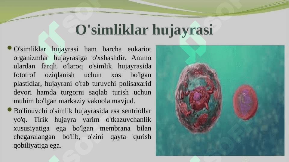 O‘simlik hujayrasi, organoidlarning tuzilishi, bajaradigan vazifalari va hujayrada kechadigan jarayonlar 4
