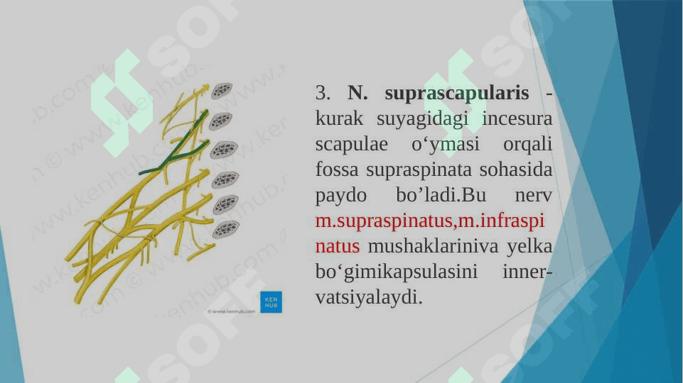 Yelka chigali 8