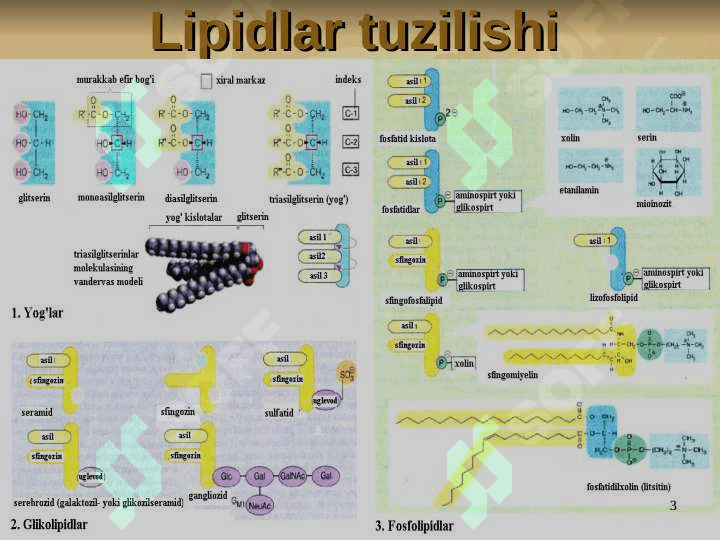 Lipid metabolizmi . Lipidlar almashinuvi biokimyosi 3