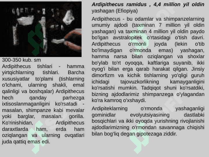 Gominidlar evolyusiyasining ilk bosqichi 3