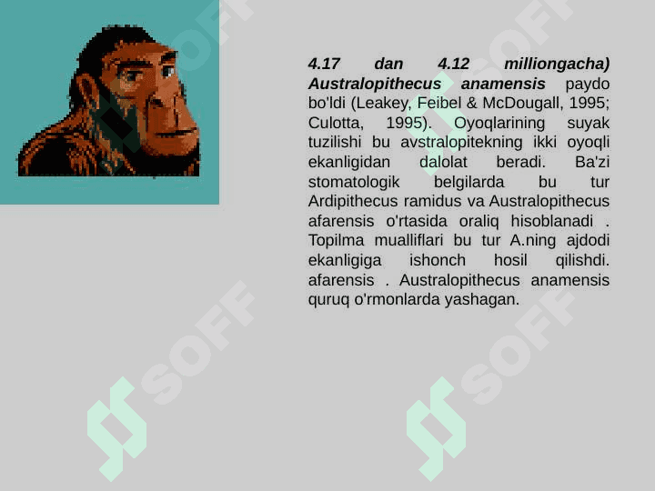 Gominidlar evolyusiyasining ilk bosqichi 6