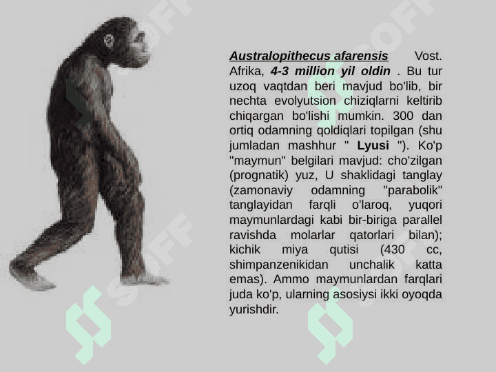 Gominidlar evolyusiyasining ilk bosqichi 7