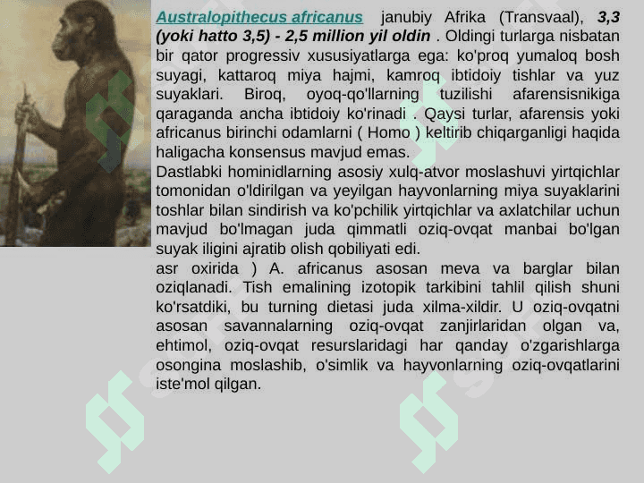 Gominidlar evolyusiyasining ilk bosqichi 8