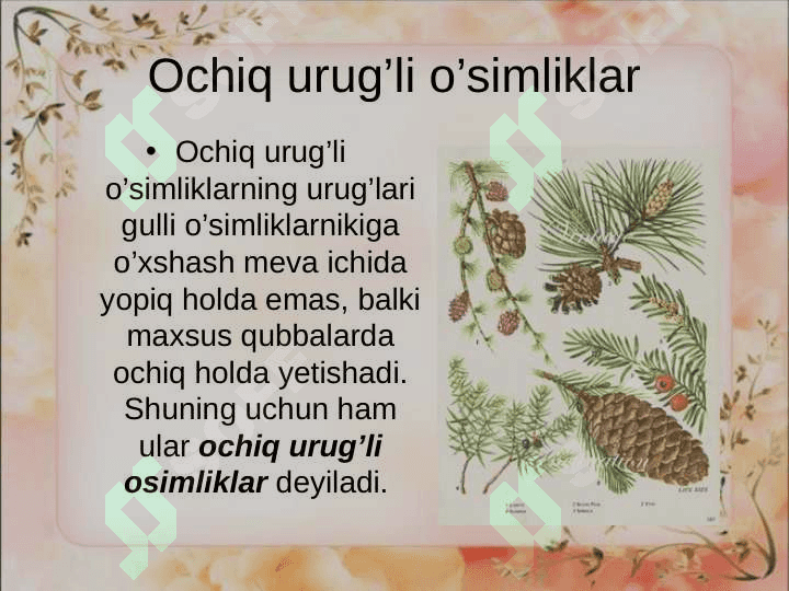 Ochiq urug’li o’simliklar (qarag’aytoifa) bo’limi 2