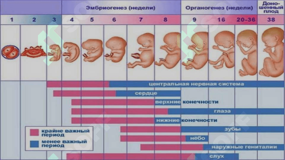 Homiladorlik muddatiga yetmasligi va muddatidan o’tib ketishi to’g’risida tushunchA.etiologiyasi, klinikasi, tashxislash.Tasnifi. “Chin” va “soxta” muddatidan o’tib ketgan homiladorlik to’g’risida tushuncha 7