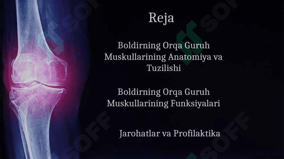 BOLDIRNING ORQA GURUH MUSKULLARI 2