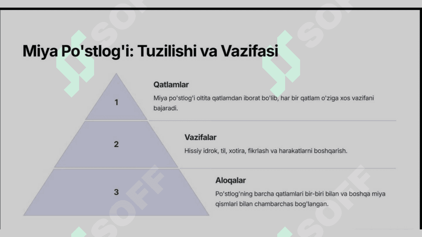 Bosh miya yarimsharlari po'stlog'ida hujayralararo bog'lanishlar va gipoksiyaga reaksiya 6