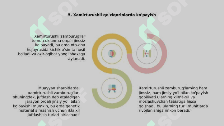 Achitqi zamburug'lar 7