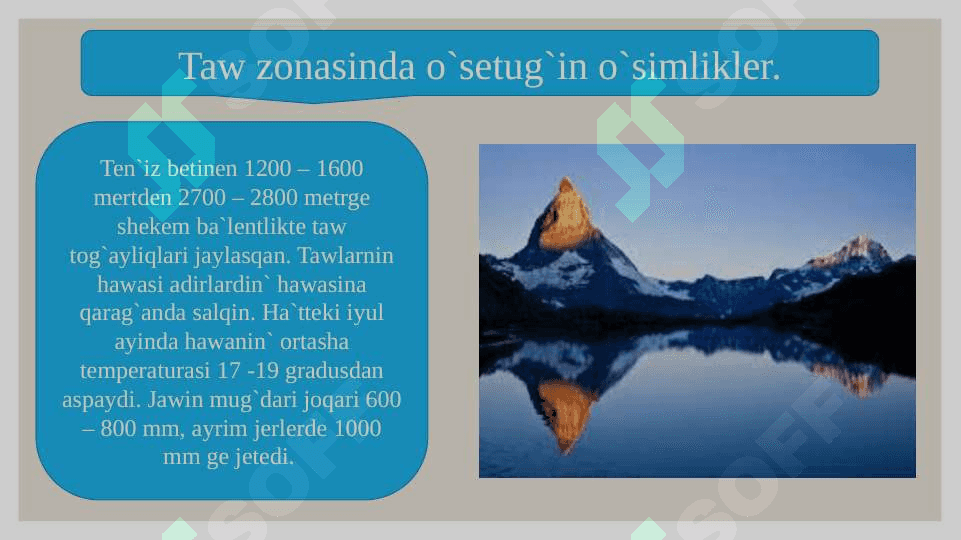 O`zbekstannin` taw, sho`l, adirlarda o`setug`in o`simlikleri 4